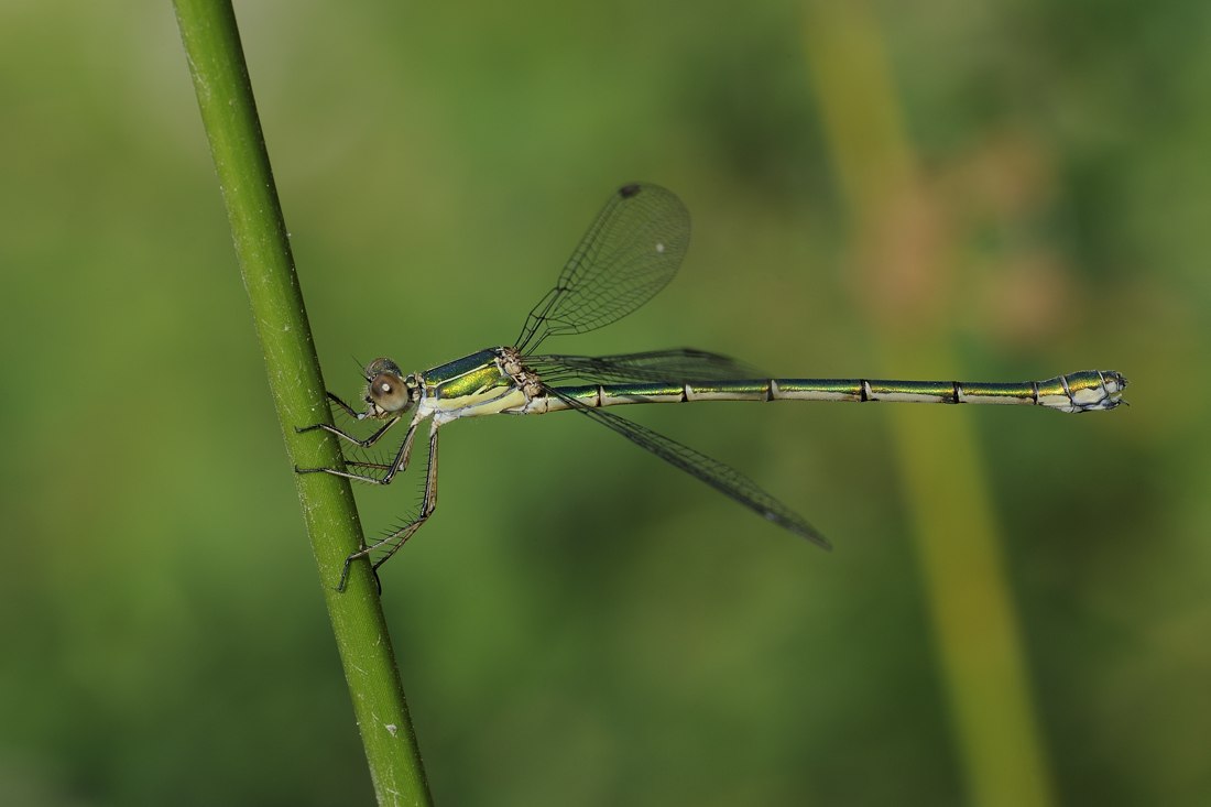 Lestes Virids